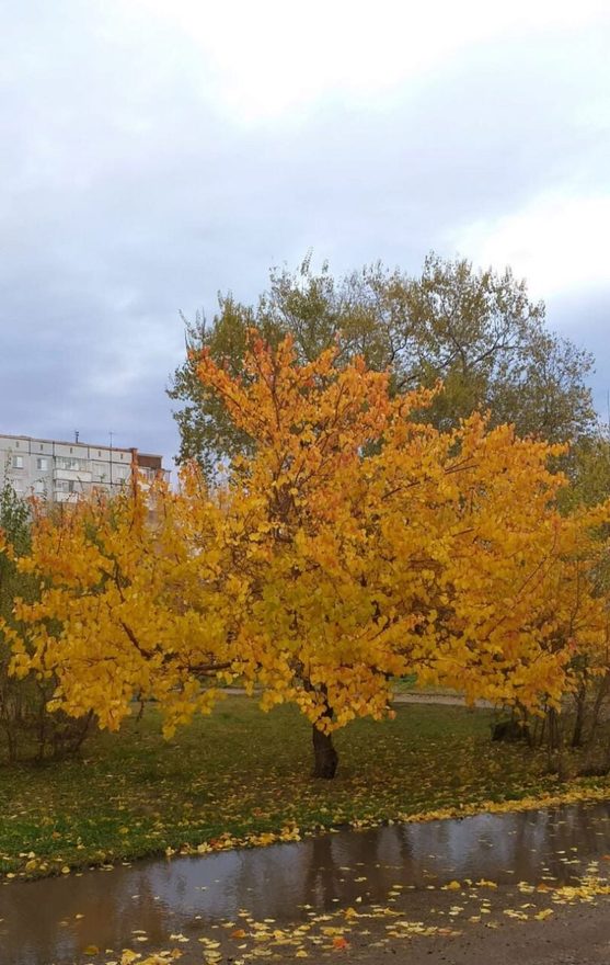 Международный творческий конкурс «Оранжевое лето»  - детский рисунок, поделка, творческая работа, категория школьники, 5 класс, дистанционный конкурс, школьный конкурс