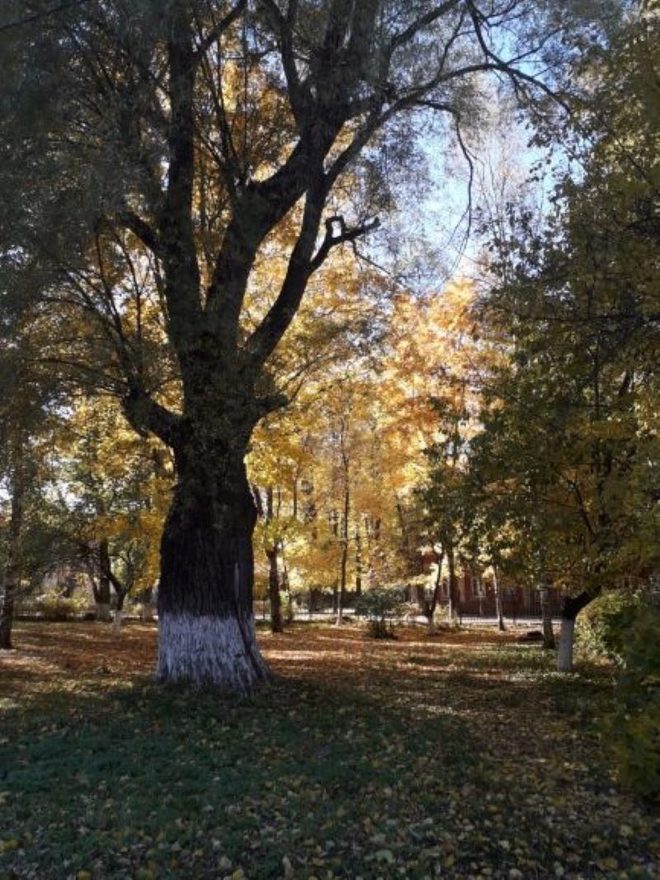 Международный творческий конкурс «Есть в осени первоначальной...»  - детский рисунок, поделка, творческая работа, категория школьники, 4 класс, дистанционный конкурс, школьный конкурс