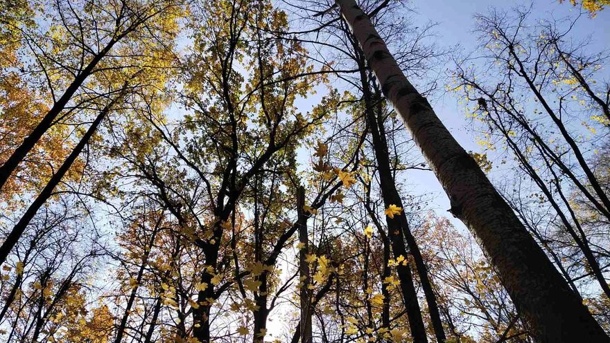 Международный творческий конкурс «Есть в осени первоначальной...»  - детский рисунок, поделка, творческая работа, категория школьники, 6 класс, дистанционный конкурс, школьный конкурс