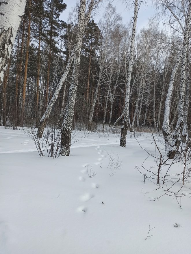 Международный творческий конкурс «Зимний калейдоскоп»  - детский рисунок, поделка, творческая работа, категория школьники, 3 класс, дистанционный конкурс, школьный конкурс