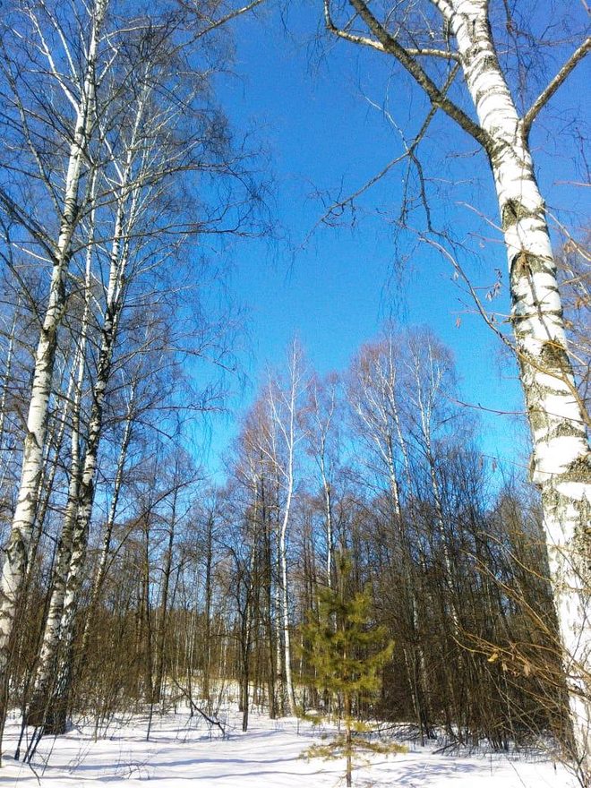 Международный творческий конкурс «Весна-красна»  - детский рисунок, поделка, творческая работа, категория школьники, 9 класс, дистанционный конкурс, школьный конкурс