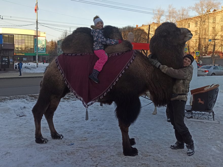 Международный творческий конкурс «В мире животных»  - детский рисунок, поделка, творческая работа, категория школьники, 3 класс, дистанционный конкурс, школьный конкурс