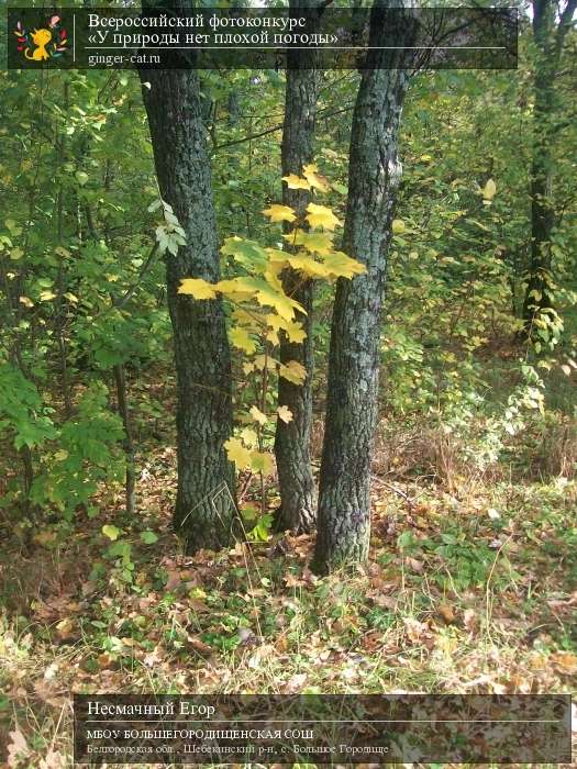 Всероссийский фотоконкурс «У природы нет плохой погоды»  - детский рисунок, поделка, творческая работа, категория дошкольники, детский сад, дистанционный конкурс, школьный конкурс