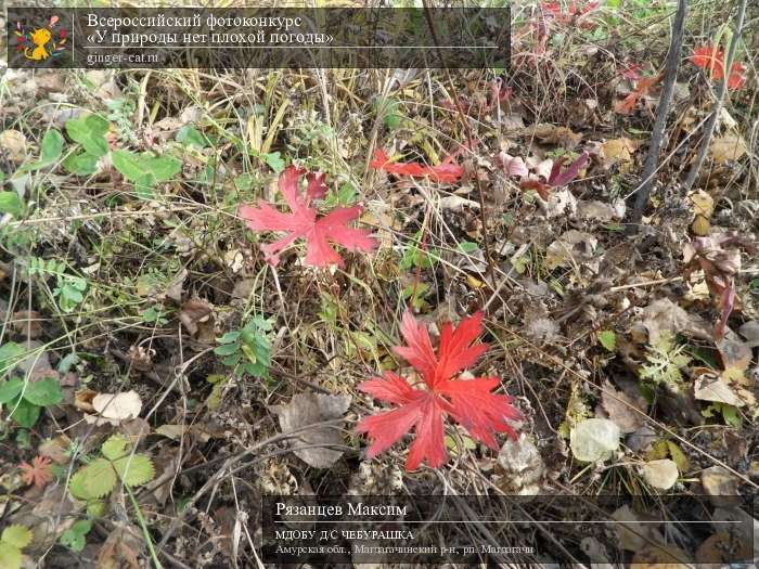 Всероссийский фотоконкурс «У природы нет плохой погоды»  - детский рисунок, поделка, творческая работа, категория дошкольники, детский сад, дистанционный конкурс, школьный конкурс