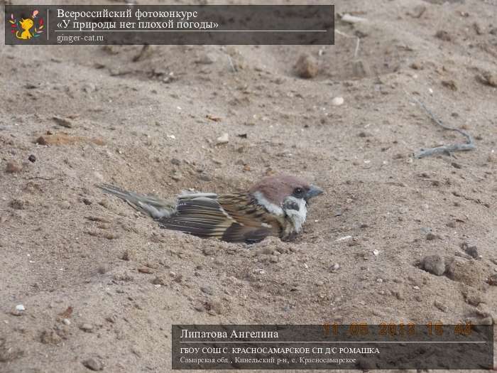 Всероссийский фотоконкурс «У природы нет плохой погоды»  - детский рисунок, поделка, творческая работа, категория дошкольники, детский сад, дистанционный конкурс, школьный конкурс