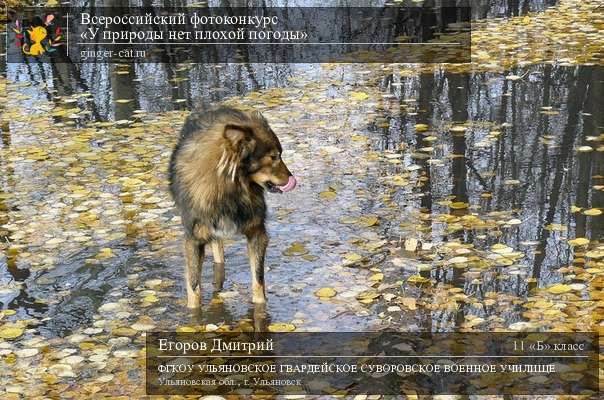 У природы нет плохой кто поет. У природы нет плохой погоды гифки прикольные. Смайлик у природы нет плохой погоды. У природы нет плохой погоды гиф с собаками. У природы нет плохой погоды видео прикол.