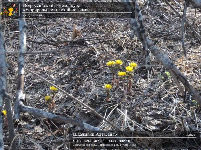 Всероссийский фотоконкурс «У природы нет плохой погоды»  - детский рисунок, поделка, творческая работа, категория школьники, 4 класс, дистанционный конкурс, школьный конкурс