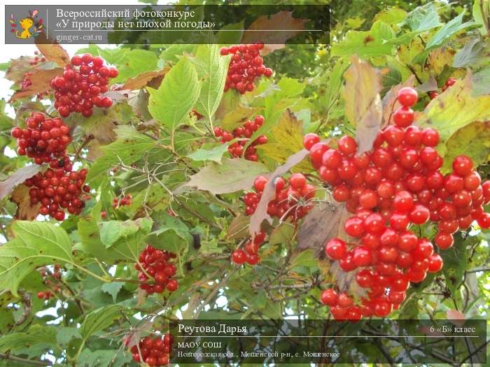 Всероссийский фотоконкурс «У природы нет плохой погоды»  - детский рисунок, поделка, творческая работа, категория школьники, 6 класс, дистанционный конкурс, школьный конкурс