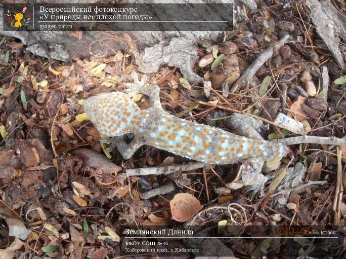 Всероссийский фотоконкурс «У природы нет плохой погоды»  - детский рисунок, поделка, творческая работа, категория школьники, 2 класс, дистанционный конкурс, школьный конкурс