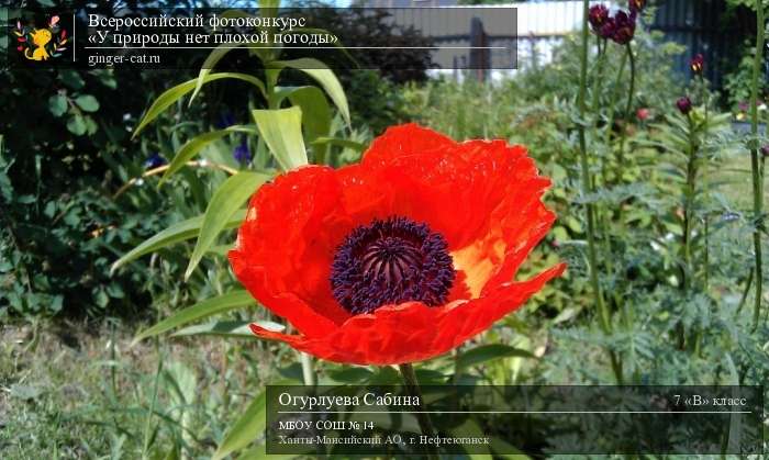 Всероссийский фотоконкурс «У природы нет плохой погоды»  - детский рисунок, поделка, творческая работа, категория школьники, 7 класс, дистанционный конкурс, школьный конкурс