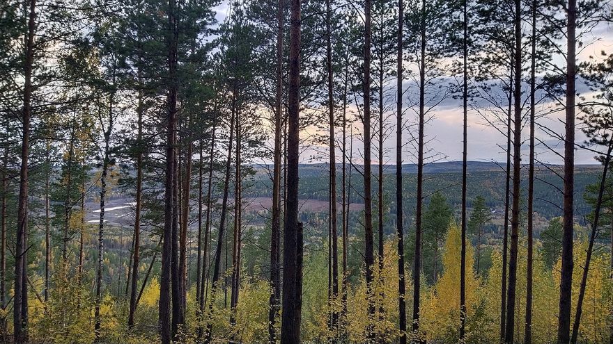 Международный творческий конкурс «Краски осени»  - детский рисунок, поделка, творческая работа, категория школьники, 11 класс, дистанционный конкурс, школьный конкурс