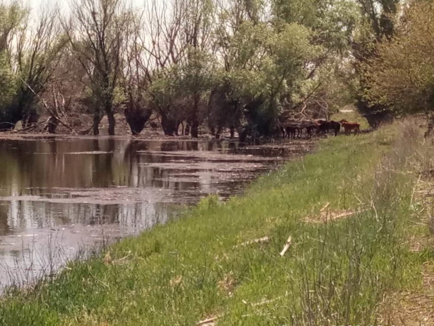 Международный творческий конкурс «Мелодия весны»  - детский рисунок, поделка, творческая работа, категория школьники, 6 класс, дистанционный конкурс, школьный конкурс