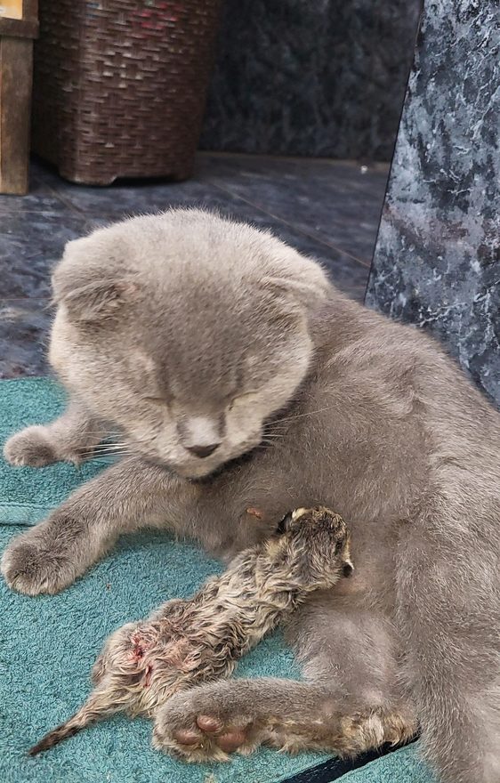 Международный творческий конкурс «Мой любимый питомец»  - детский рисунок, поделка, творческая работа, категория школьники, 1 класс, дистанционный конкурс, школьный конкурс