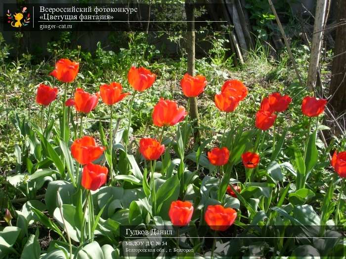 Всероссийский фотоконкурс «Цветущая фантазия»  - детский рисунок, поделка, творческая работа, категория дошкольники, детский сад, дистанционный конкурс, школьный конкурс