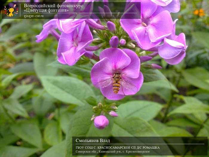 Всероссийский фотоконкурс «Цветущая фантазия»  - детский рисунок, поделка, творческая работа, категория дошкольники, детский сад, дистанционный конкурс, школьный конкурс