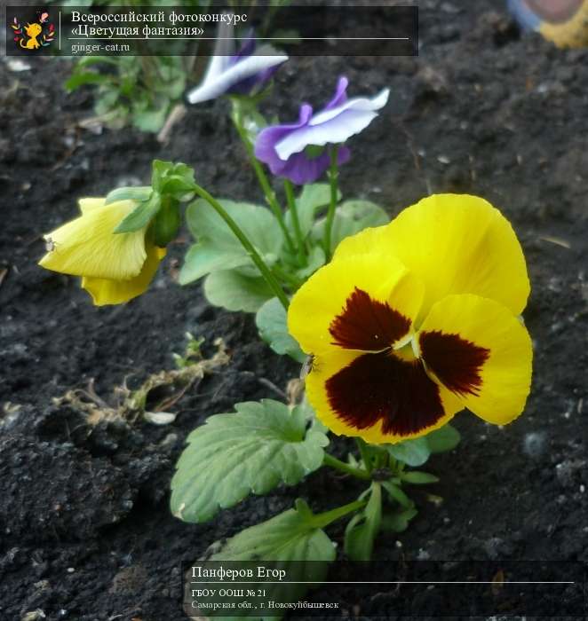 Всероссийский фотоконкурс «Цветущая фантазия»  - детский рисунок, поделка, творческая работа, категория дошкольники, детский сад, дистанционный конкурс, школьный конкурс