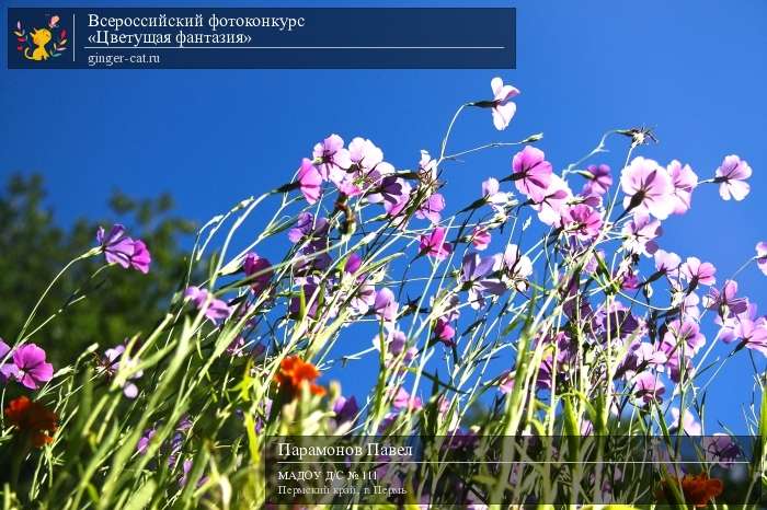 Всероссийский фотоконкурс «Цветущая фантазия»  - детский рисунок, поделка, творческая работа, категория дошкольники, детский сад, дистанционный конкурс, школьный конкурс