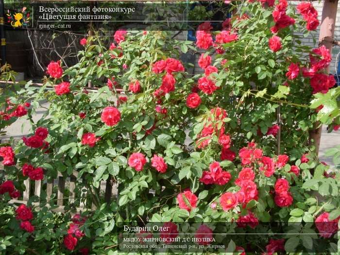 Всероссийский фотоконкурс «Цветущая фантазия»  - детский рисунок, поделка, творческая работа, категория дошкольники, детский сад, дистанционный конкурс, школьный конкурс