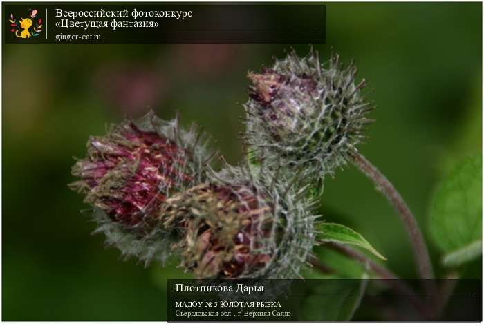 Всероссийский фотоконкурс «Цветущая фантазия»  - детский рисунок, поделка, творческая работа, категория дошкольники, детский сад, дистанционный конкурс, школьный конкурс