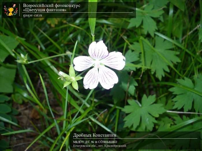 Всероссийский фотоконкурс «Цветущая фантазия»  - детский рисунок, поделка, творческая работа, категория дошкольники, детский сад, дистанционный конкурс, школьный конкурс