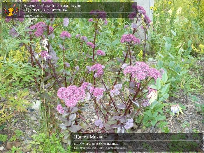 Всероссийский фотоконкурс «Цветущая фантазия»  - детский рисунок, поделка, творческая работа, категория дошкольники, детский сад, дистанционный конкурс, школьный конкурс