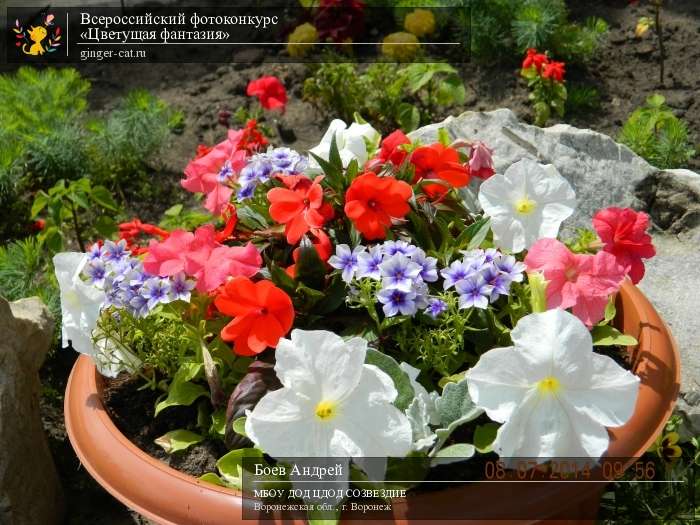 Всероссийский фотоконкурс «Цветущая фантазия»  - детский рисунок, поделка, творческая работа, категория дошкольники, детский сад, дистанционный конкурс, школьный конкурс