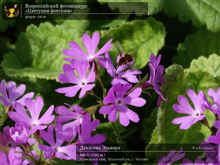 Всероссийский фотоконкурс «Цветущая фантазия»  - детский рисунок, поделка, творческая работа, категория школьники, 9 класс, дистанционный конкурс, школьный конкурс