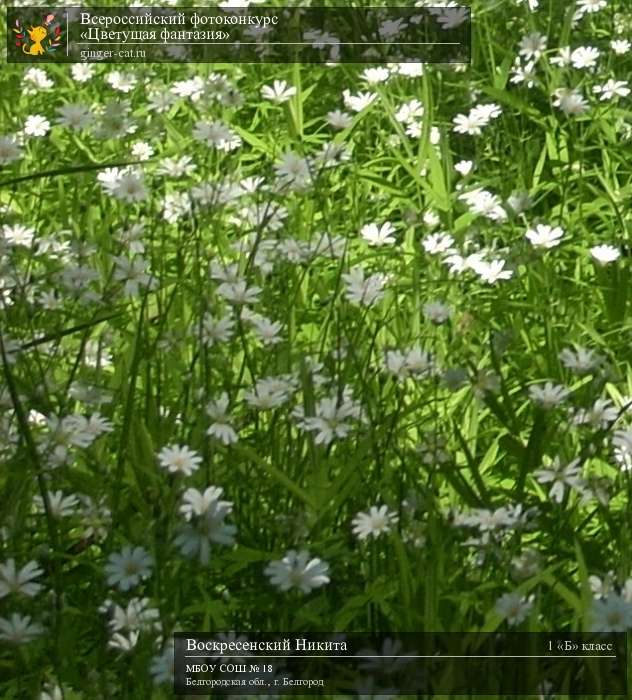 Всероссийский фотоконкурс «Цветущая фантазия»  - детский рисунок, поделка, творческая работа, категория школьники, 1 класс, дистанционный конкурс, школьный конкурс