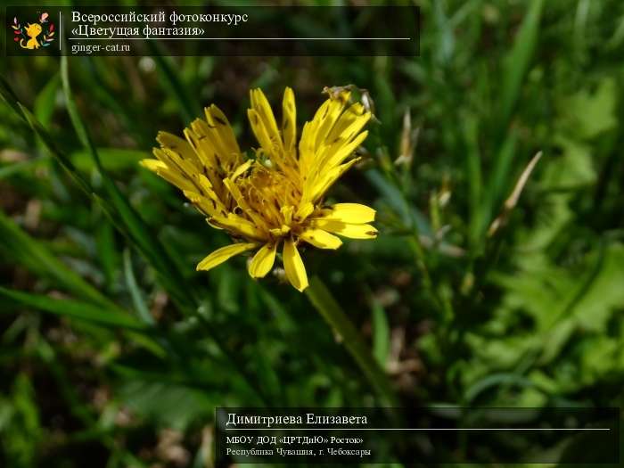 Всероссийский фотоконкурс «Цветущая фантазия»  - детский рисунок, поделка, творческая работа, категория дошкольники, детский сад, дистанционный конкурс, школьный конкурс