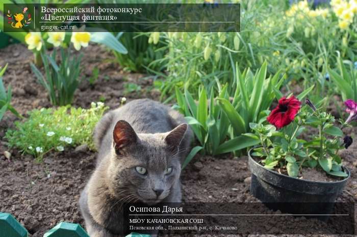 Всероссийский фотоконкурс «Цветущая фантазия»  - детский рисунок, поделка, творческая работа, категория дошкольники, детский сад, дистанционный конкурс, школьный конкурс