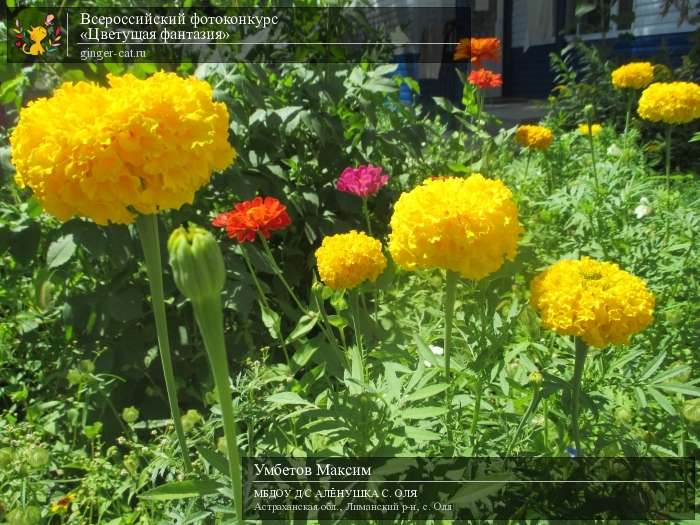 Всероссийский фотоконкурс «Цветущая фантазия»  - детский рисунок, поделка, творческая работа, категория дошкольники, детский сад, дистанционный конкурс, школьный конкурс