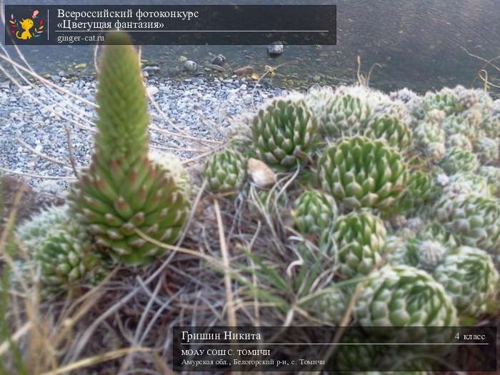 Всероссийский фотоконкурс «Цветущая фантазия»  - детский рисунок, поделка, творческая работа, категория школьники, 4 класс, дистанционный конкурс, школьный конкурс