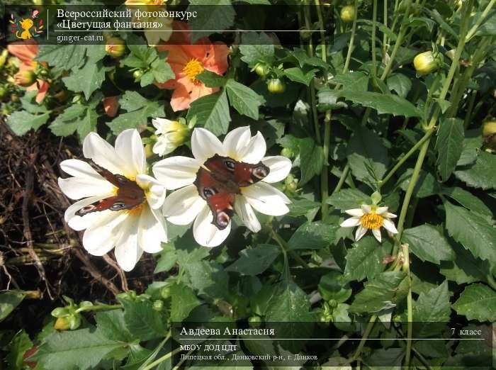 Всероссийский фотоконкурс «Цветущая фантазия»  - детский рисунок, поделка, творческая работа, категория школьники, 7 класс, дистанционный конкурс, школьный конкурс