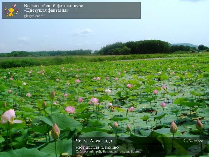 Всероссийский фотоконкурс «Цветущая фантазия»  - детский рисунок, поделка, творческая работа, категория школьники, 9 класс, дистанционный конкурс, школьный конкурс