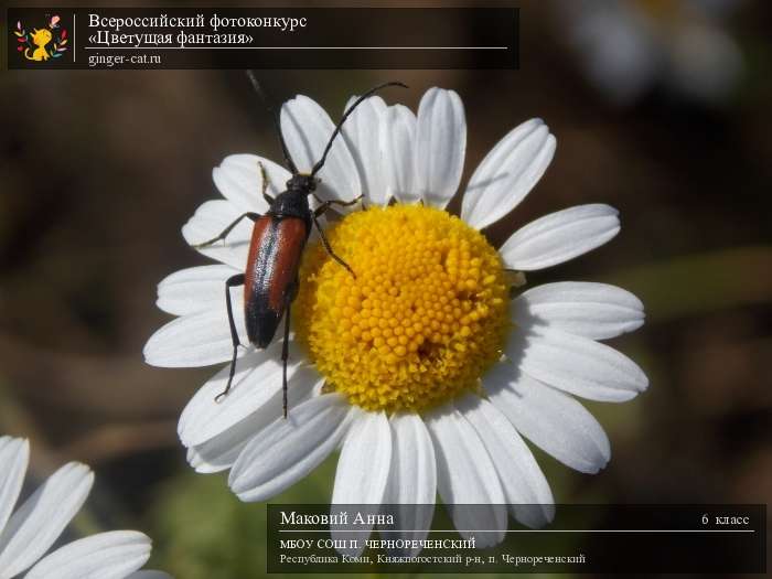 Всероссийский фотоконкурс «Цветущая фантазия»  - детский рисунок, поделка, творческая работа, категория школьники, 6 класс, дистанционный конкурс, школьный конкурс