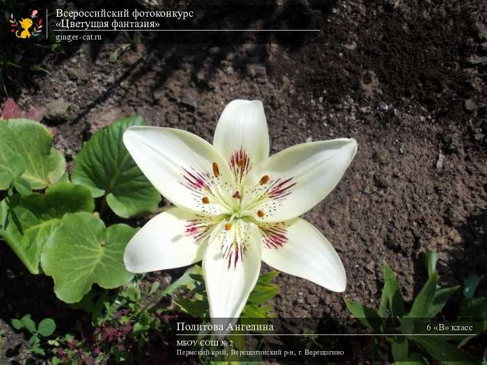 Всероссийский фотоконкурс «Цветущая фантазия»  - детский рисунок, поделка, творческая работа, категория школьники, 6 класс, дистанционный конкурс, школьный конкурс