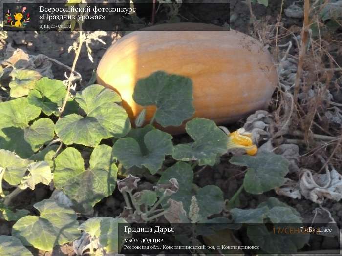 Всероссийский фотоконкурс «Праздник урожая»  - детский рисунок, поделка, творческая работа, категория школьники, 7 класс, дистанционный конкурс, школьный конкурс