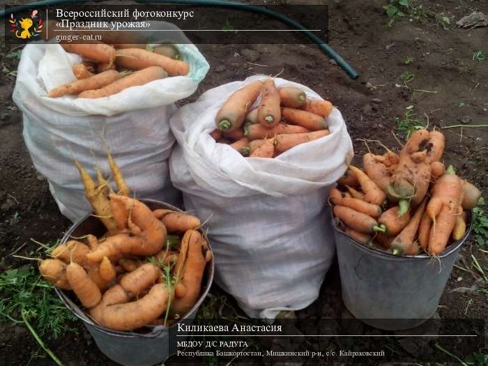 Всероссийский фотоконкурс «Праздник урожая»  - детский рисунок, поделка, творческая работа, категория дошкольники, детский сад, дистанционный конкурс, школьный конкурс