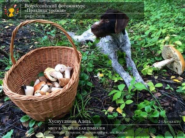 Всероссийский фотоконкурс «Праздник урожая»  - детский рисунок, поделка, творческая работа, категория школьники, 2 класс, дистанционный конкурс, школьный конкурс