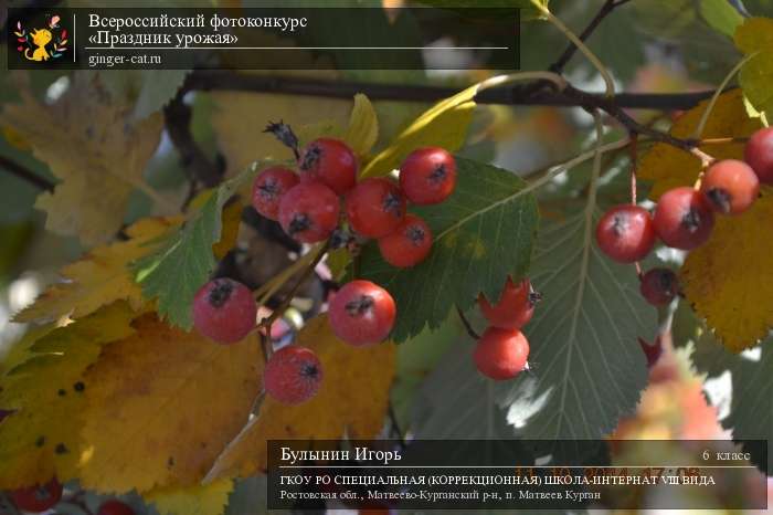 Всероссийский фотоконкурс «Праздник урожая»  - детский рисунок, поделка, творческая работа, категория школьники, 6 класс, дистанционный конкурс, школьный конкурс