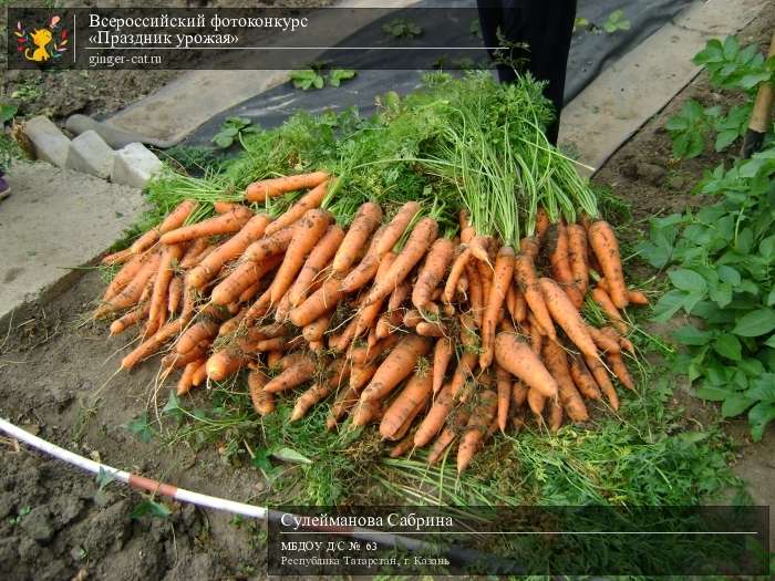 Всероссийский фотоконкурс «Праздник урожая»  - детский рисунок, поделка, творческая работа, категория дошкольники, детский сад, дистанционный конкурс, школьный конкурс