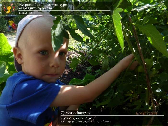 Всероссийский фотоконкурс «Праздник урожая»  - детский рисунок, поделка, творческая работа, категория дошкольники, детский сад, дистанционный конкурс, школьный конкурс