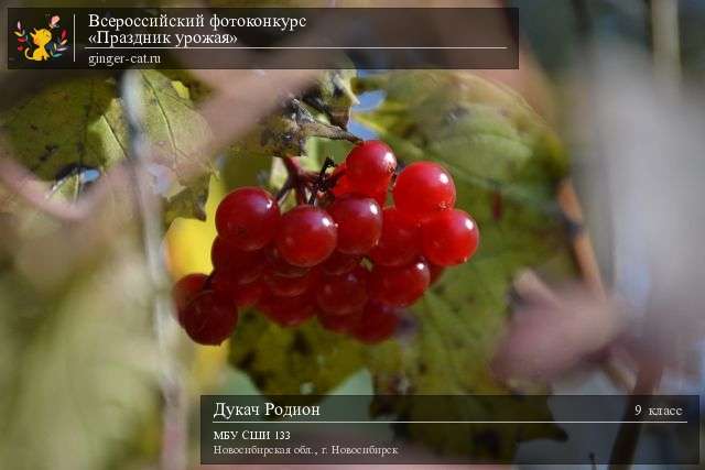 Всероссийский фотоконкурс «Праздник урожая»  - детский рисунок, поделка, творческая работа, категория школьники, 9 класс, дистанционный конкурс, школьный конкурс