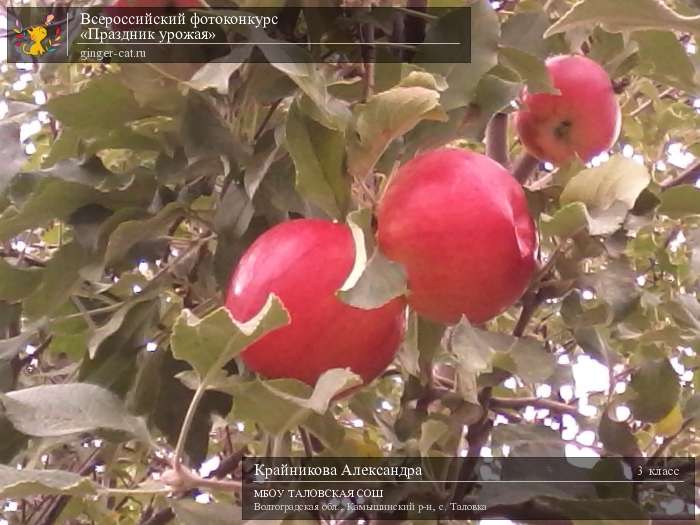 Всероссийский фотоконкурс «Праздник урожая»  - детский рисунок, поделка, творческая работа, категория школьники, 3 класс, дистанционный конкурс, школьный конкурс