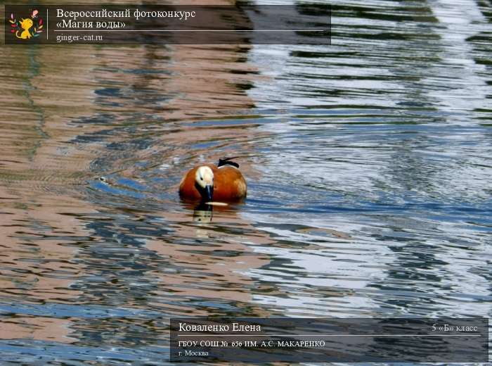 Всероссийский фотоконкурс «Магия воды»  - детский рисунок, поделка, творческая работа, категория школьники, 5 класс, дистанционный конкурс, школьный конкурс