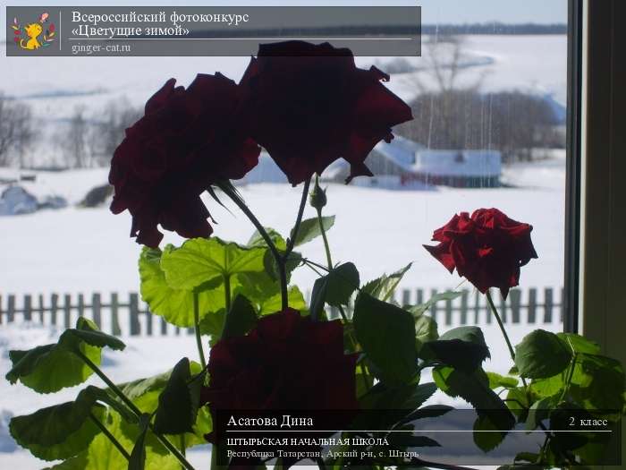 Всероссийский фотоконкурс «Цветущие зимой»  - детский рисунок, поделка, творческая работа, категория школьники, 2 класс, дистанционный конкурс, школьный конкурс