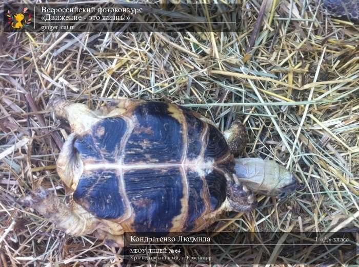 Всероссийский фотоконкурс «Движение - это жизнь!»  - детский рисунок, поделка, творческая работа, категория школьники, 1 класс, дистанционный конкурс, школьный конкурс