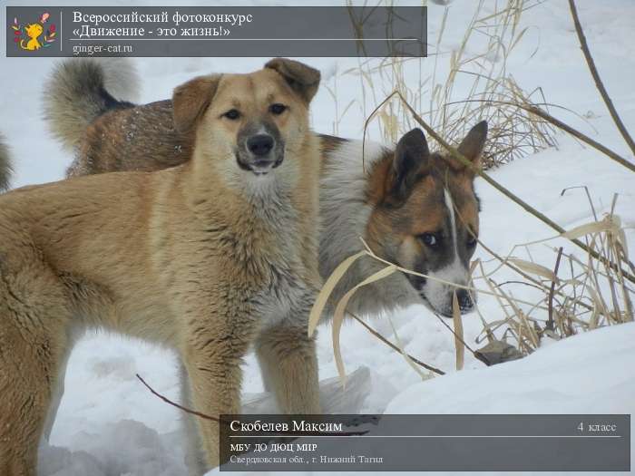 Всероссийский фотоконкурс «Движение - это жизнь!»  - детский рисунок, поделка, творческая работа, категория школьники, 4 класс, дистанционный конкурс, школьный конкурс