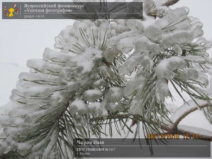 Всероссийский фотоконкурс «Уличная фотография»  - детский рисунок, поделка, творческая работа, категория дошкольники, детский сад, дистанционный конкурс, школьный конкурс