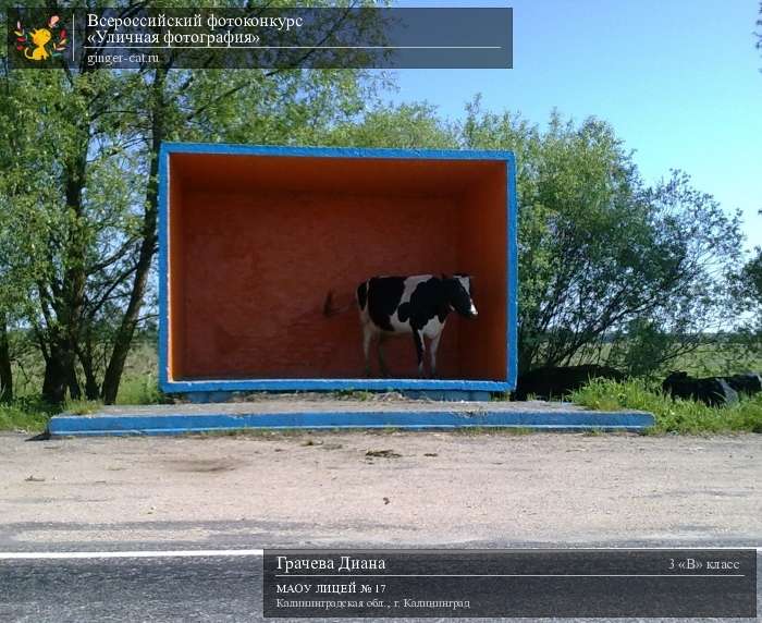 Всероссийский фотоконкурс «Уличная фотография»  - детский рисунок, поделка, творческая работа, категория школьники, 3 класс, дистанционный конкурс, школьный конкурс